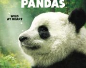 Pandas (IMAX 4K)