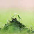 Tilting Point and Ecologi team up to plant real trees via TerraGenesis