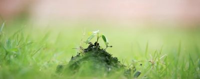 Tilting Point and Ecologi team up to plant real trees via TerraGenesis